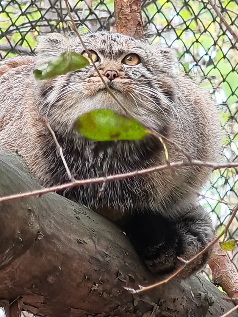 A photograph of Daughter of Adele b.2026 Ⅱ in Novosibirsk Zoo