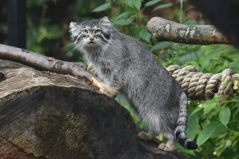 A photograph of Ula in Gdansk Zoo