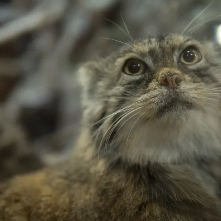 A photograph of Primula in Ueno Zoological Gardens