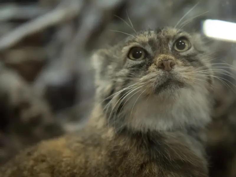 A photograph of Primula in Ueno Zoological Gardens