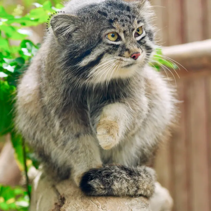 A photograph of a Pallas's cat in Kobe Animal Kingdom