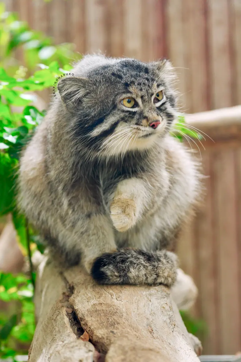 A photograph of a Pallas's cat in Kobe Animal Kingdom
