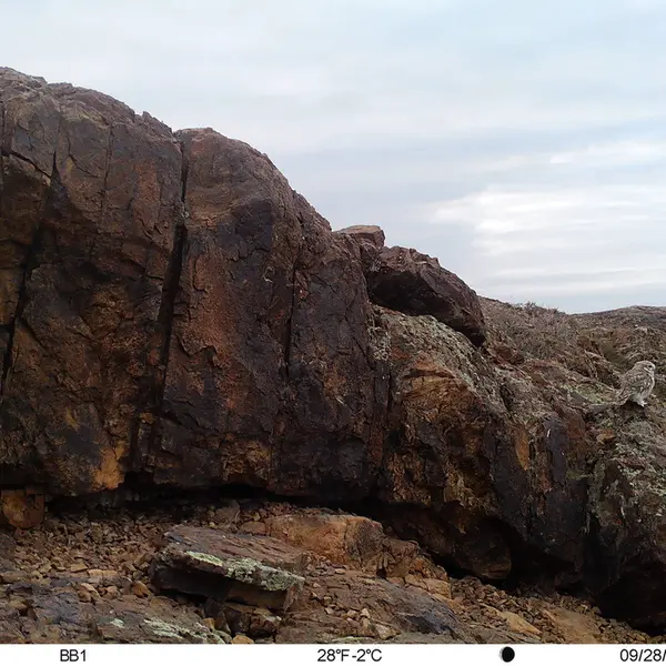 A photograph of Little Owl from Aktas-Kunkora camera trap