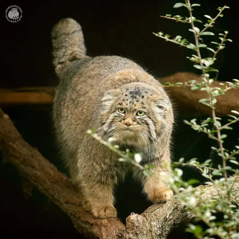 Manul of the day