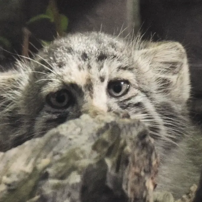 A photograph of Boris Ⅱ in Budapest Zoo & Botanical Garden