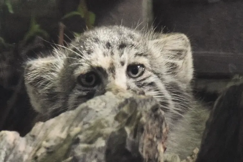 A photograph of Son of Lucy b. 2026 in Budapest Zoo & Botanical Garden