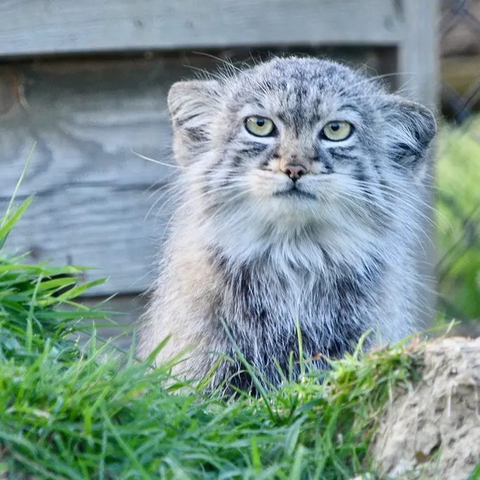 A photograph of Tuya in Port Lympne Wild Animal Park