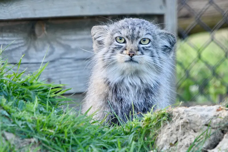 A photograph of Tuya in Port Lympne Wild Animal Park