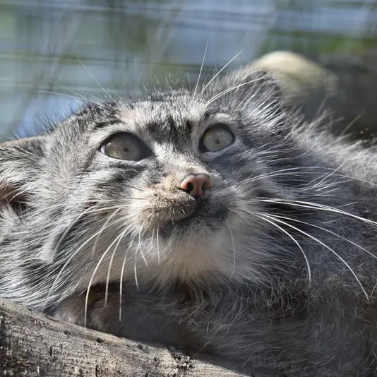 A photograph of Khal in Banham Zoo