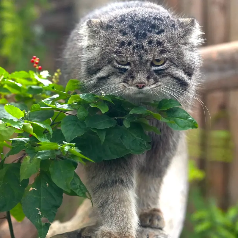 A photograph of Nar in Kobe Animal Kingdom