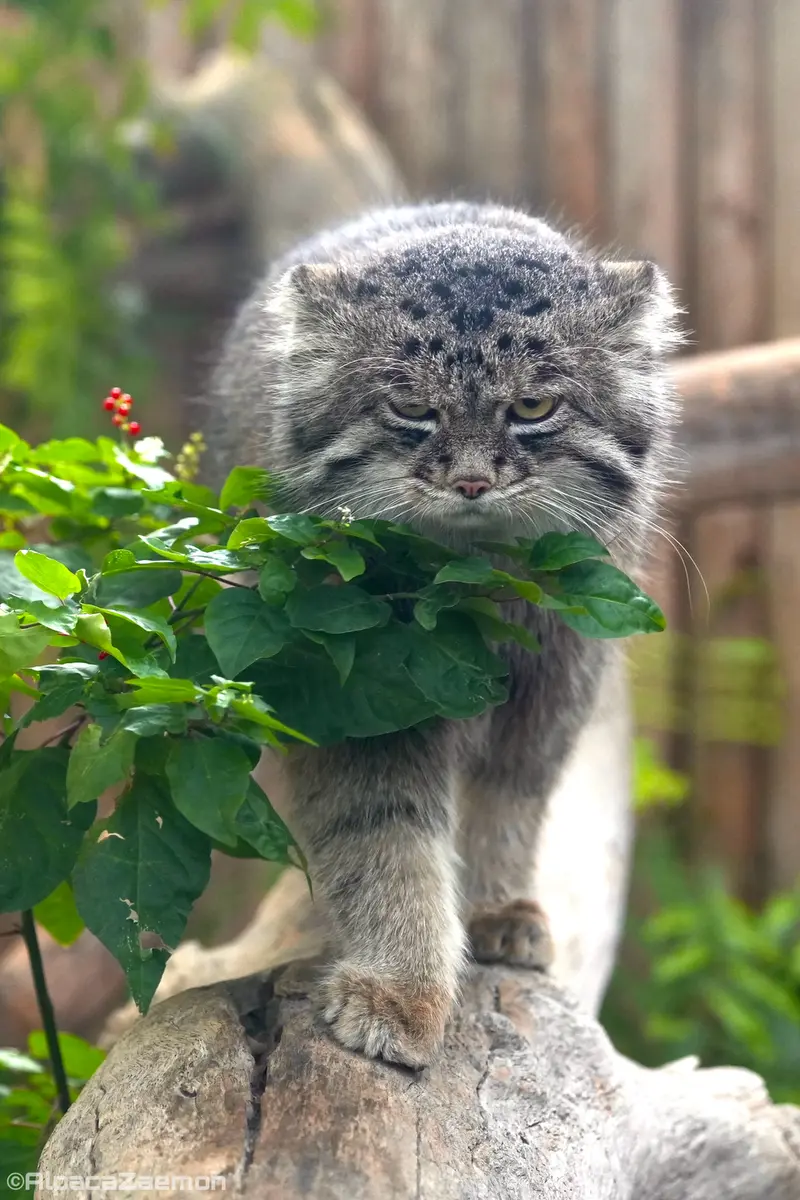A photograph of Nar in Kobe Animal Kingdom