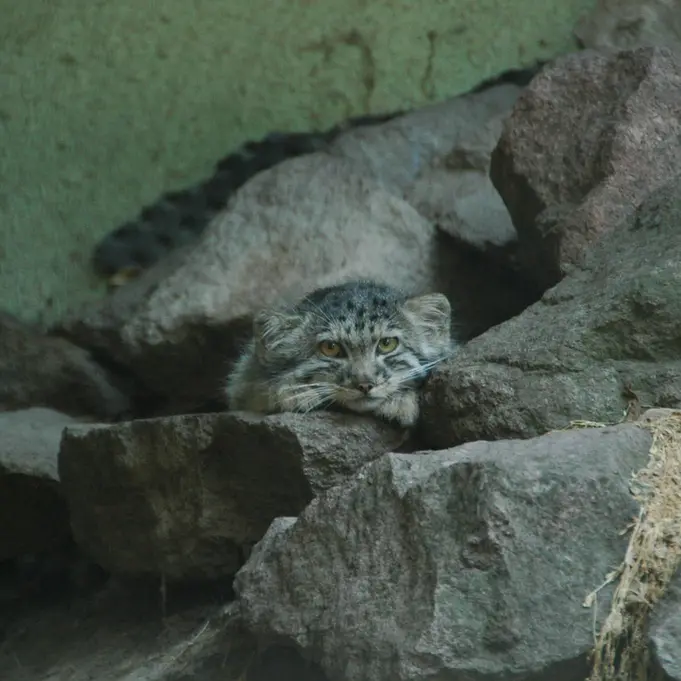 A photograph of Boris Ⅱ in Budapest Zoo & Botanical Garden