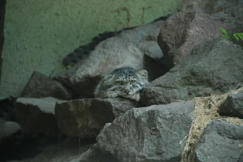 A photograph of Boris Ⅱ in Budapest Zoo & Botanical Garden
