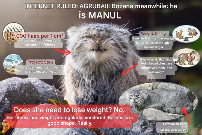 A photograph of a Pallas's cat