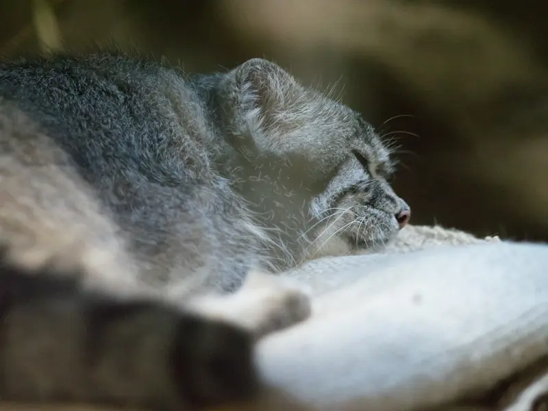 A photograph of Klyon in Ueno Zoological Gardens