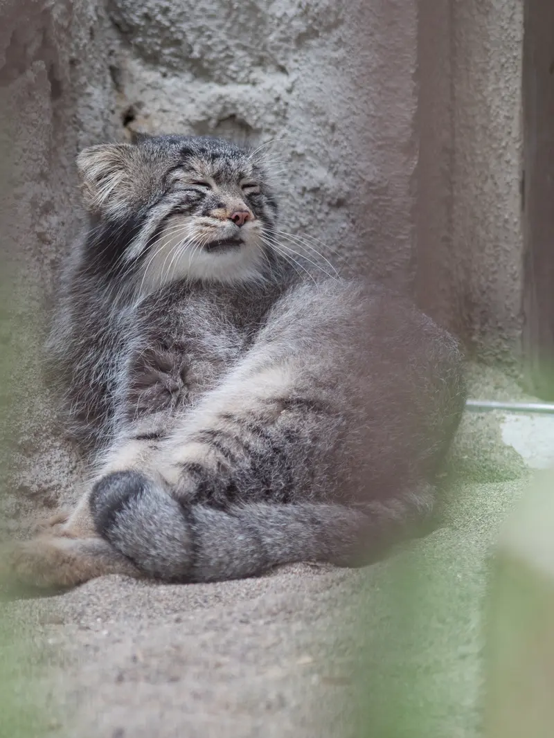 A photograph of Figa in Nogeyama Zoo