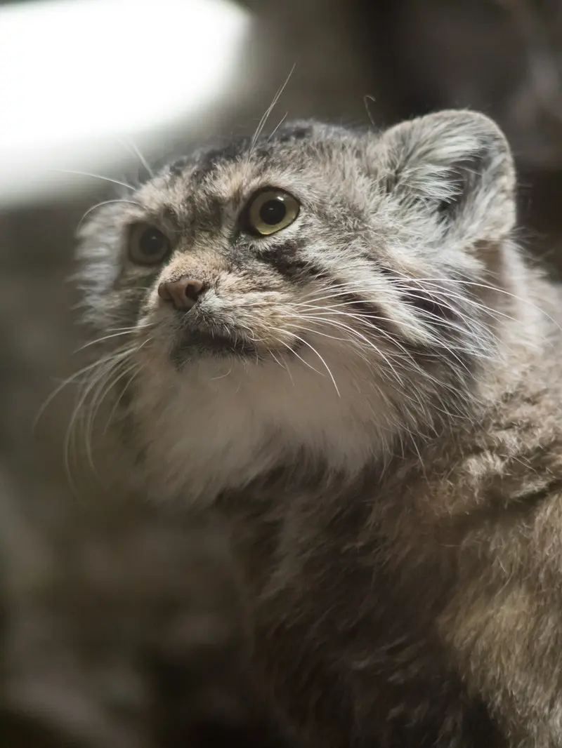 A photograph of Primula in Ueno Zoological Gardens