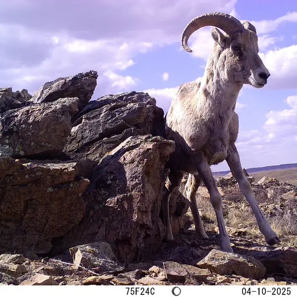 A photograph of Argali from Karashoky camera trap