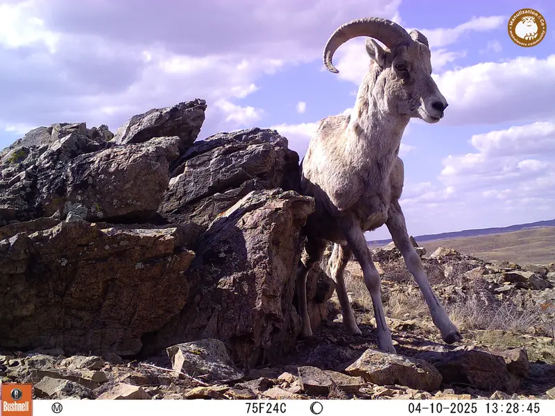 A photograph of Argali from Karashoky camera trap