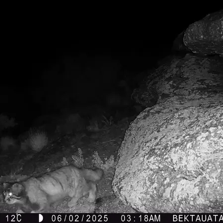 A photograph of Otocolobus manul manul from Bektauata 2 camera trap