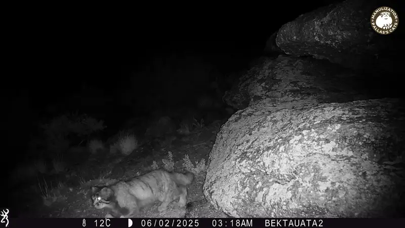 A photograph of Otocolobus manul manul from Bektauata 2 camera trap