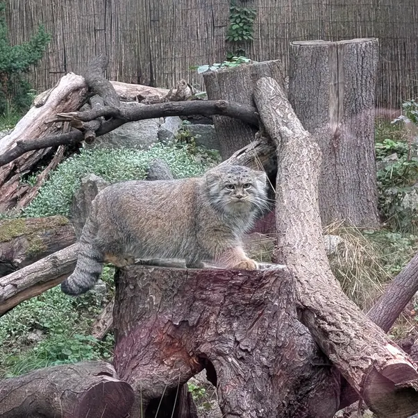 A photograph of Kubi in Wrocław Zoo