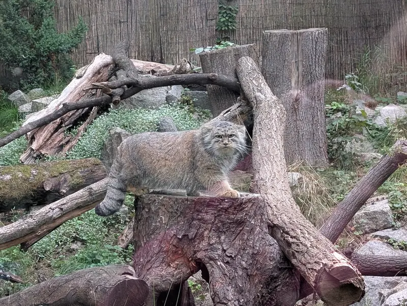 A photograph of Kubi in Wrocław Zoo