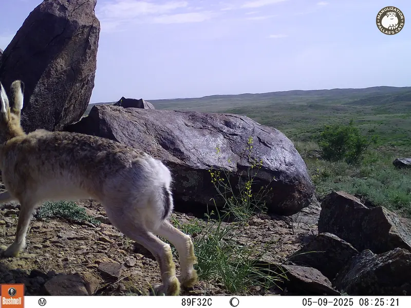 A photograph of European hare from Koshkar camera trap