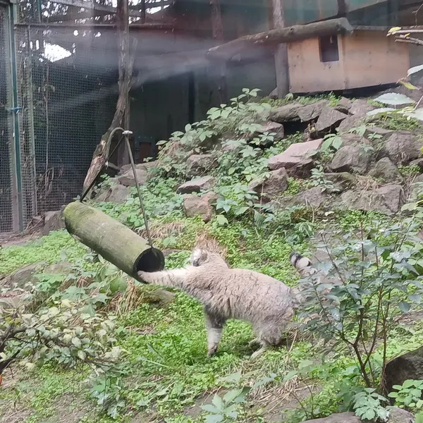 A photograph of Bohus in Budapest Zoo &amp; Botanical Garden
