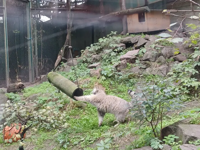 A photograph of Bohus in Budapest Zoo &amp; Botanical Garden
