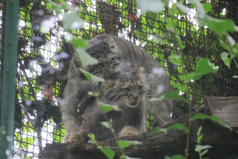 A photograph of Lucy and Boris Ⅱ in Budapest Zoo & Botanical Garden