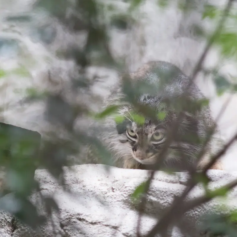 A photograph of Figa in Nogeyama Zoo