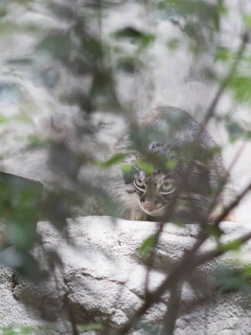 A photograph of Figa in Nogeyama Zoo