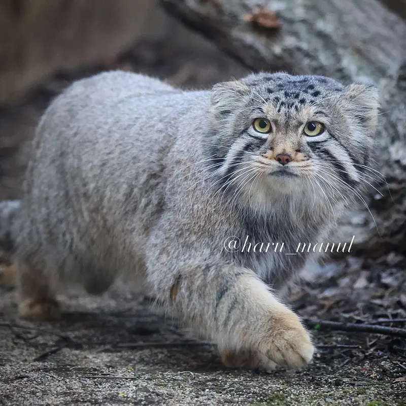 A photograph of Nagomu in Nasu Animal Kingdom