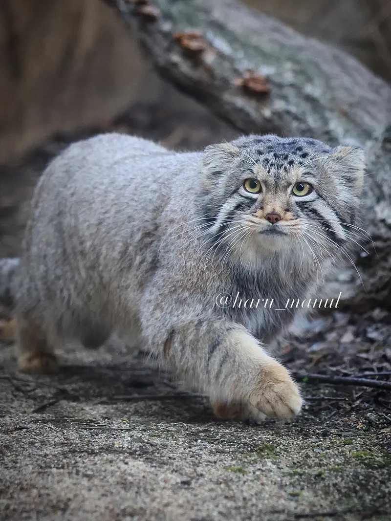 A photograph of Nagomu in Nasu Animal Kingdom