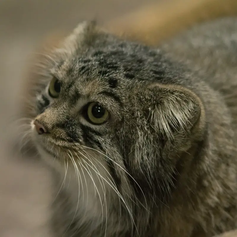 A photograph of Shafran in Ueno Zoological Gardens