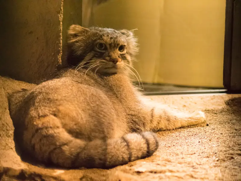 A photograph of Figa in Nogeyama Zoo