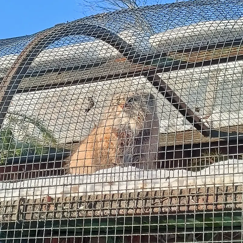 A photograph of a Pallas's cat