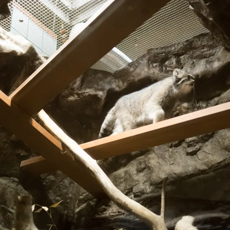 A photograph of Klyon in Ueno Zoological Gardens