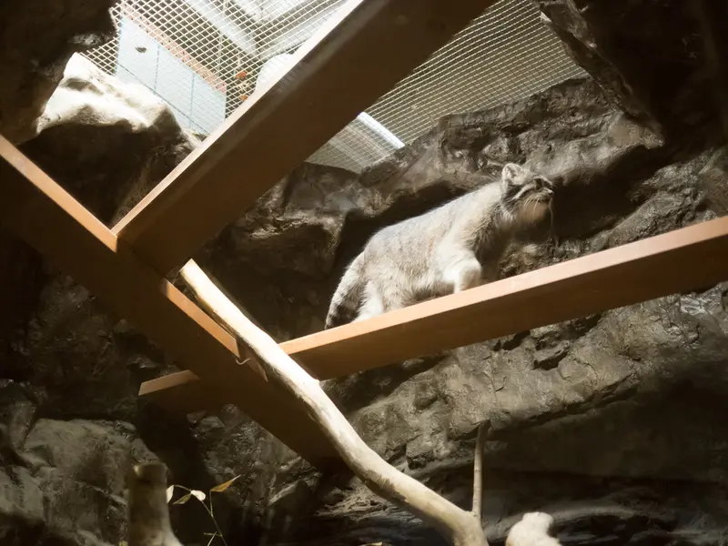 A photograph of Klyon in Ueno Zoological Gardens