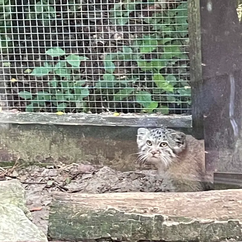 A photograph of Kitten of Alani b.2026 Ⅱ in Košice Zoo