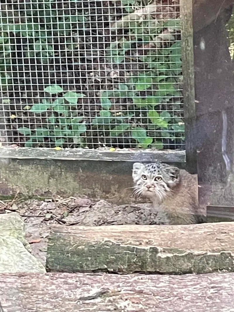 A photograph of Kitten of Alani b.2026 Ⅱ in Košice Zoo