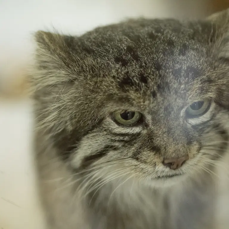A photograph of Klyon in Ueno Zoological Gardens