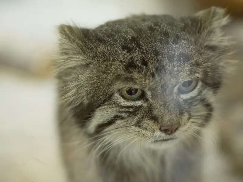 A photograph of Klyon in Ueno Zoological Gardens