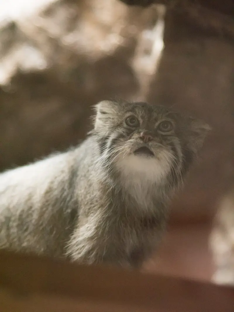 A photograph of Klyon in Ueno Zoological Gardens