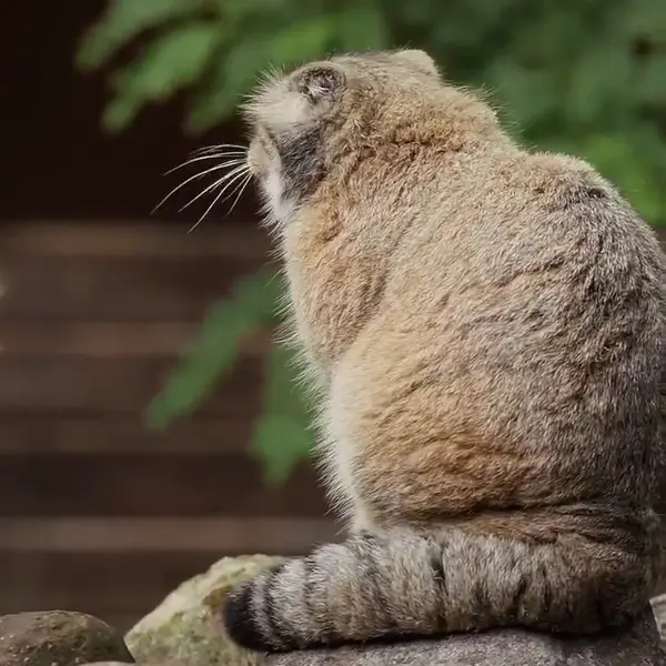 A photograph of Bozenka in Poznan New Zoo
