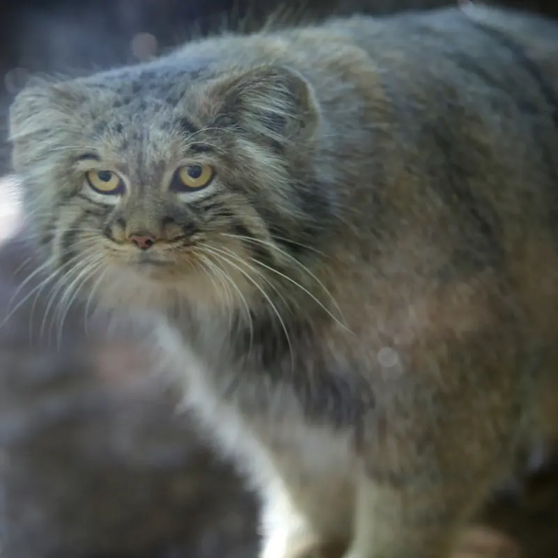 A photograph of Aysen in Košice Zoo