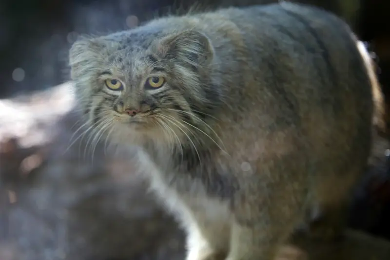 A photograph of Aysen in Košice Zoo
