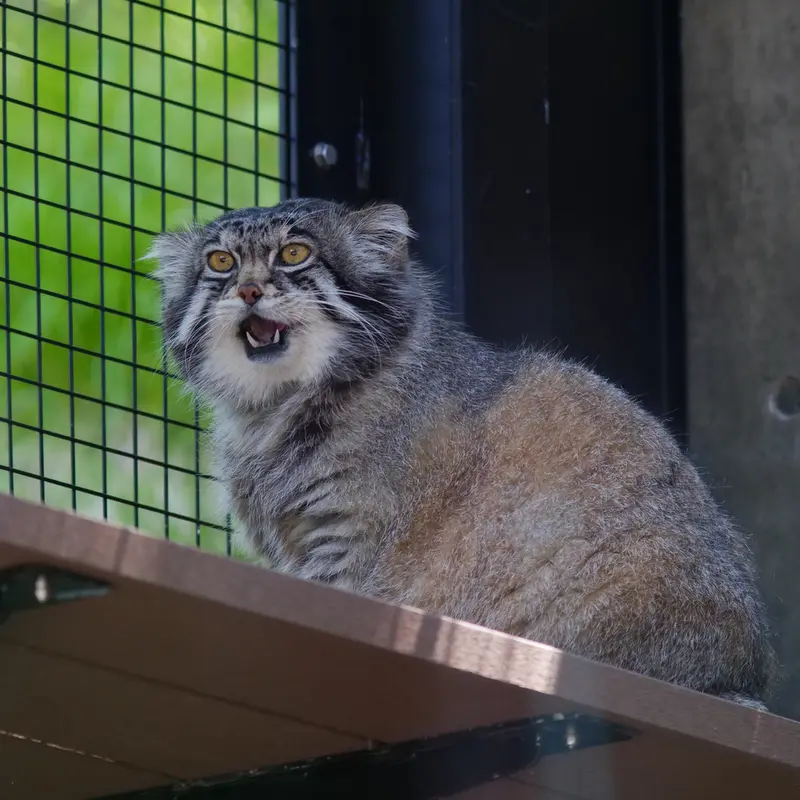 A photograph of Grusha in Asahiyama Zoo