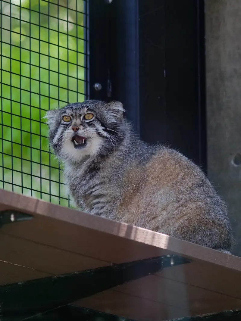 A photograph of Grusha in Asahiyama Zoo